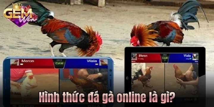 Đá gà online là gì? Bóc trần sự thật ít người nhắc đến 3 03 hình thức đá gà online phổ biến nhất hiện nay